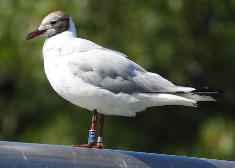 Crónica del Viaje de una Gaviota Anillada