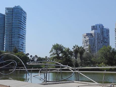 Crónica del Viaje de una Gaviota Anillada