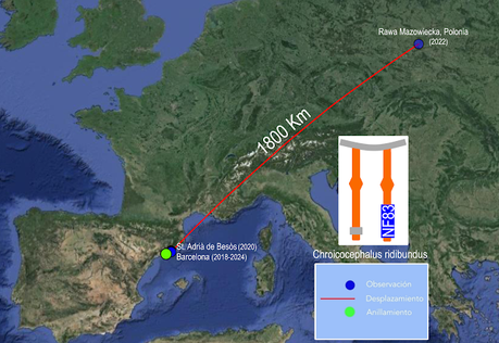 Crónica del Viaje de una Gaviota Anillada