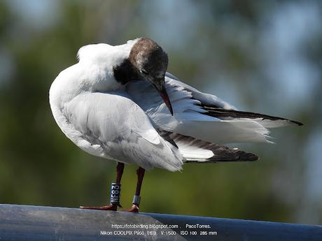 Crónica del Viaje de una Gaviota Anillada