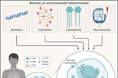 Avances recientes para frenar la prevalencia de la diabetes Avances recientes para frenar la prevalencia de la diabetes