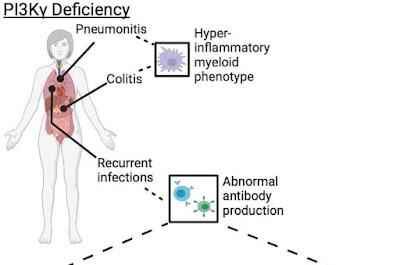 Revelan un objetivo potencial para tratar enfermedades autoinmunes