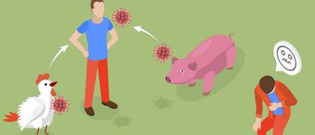 Gripe aviar gripe aviar