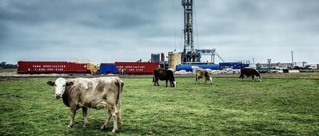 Gripe aviar gripe aviar