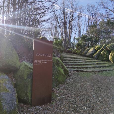 Cambrico 575 Uvas 2020 Cambrico 575 Uvas 2020