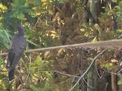 Cuco Parc Fluvial Besòs: encuentro recurrente.
