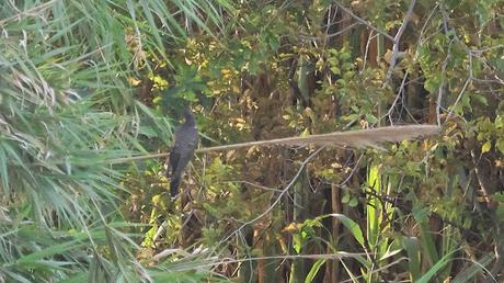 Cuco en el Parc Fluvial Besòs: Un encuentro recurrente.