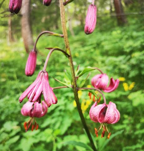 Alpes Suizos (día 1): Circular al Grand Chavalard