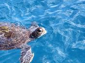 Inmersión Gran Canaria mejores lugares para bucear Islas Canarias