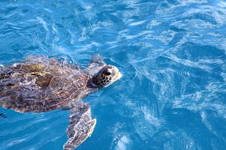 Buceo en Gran Canaria –  Los 6 mejores lugares para bucear en las Islas Canarias