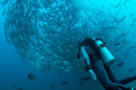 Buceo en Gran Canaria –  Los 6 mejores lugares para bucear en las Islas Canarias