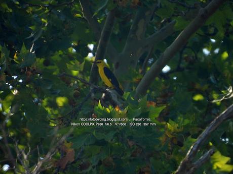 El canto de la  oropéndola .