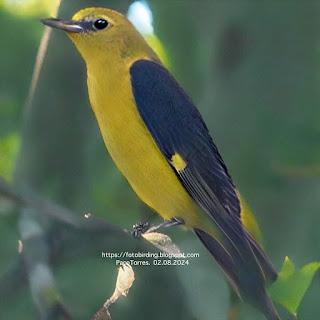 El canto de la  oropéndola .