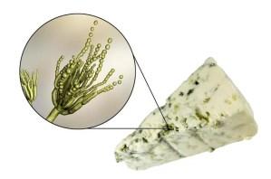 Queso Roquefort