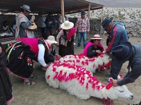 La llama en contextos históricos y geográficos