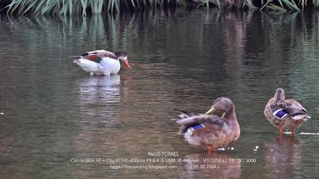 Cuatro años que no veía un Tarro blanco en Sant Adrià
