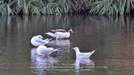 Cuatro años que no veía un Tarro blanco en Sant Adrià