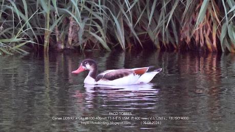 Cuatro años que no veía un Tarro blanco en Sant Adrià