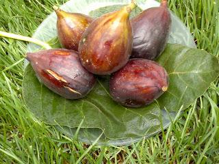 Higos con jamón serrano y queso azul Higos con jamón serrano y queso azul