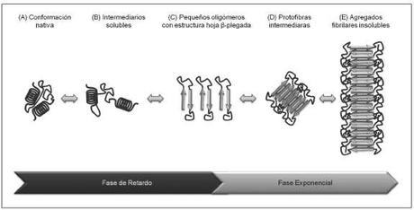 Las enzimas como modelo de estudio de la formación de fibras amiloides Las enzimas como modelo de estudio de la formación de fibras amiloides