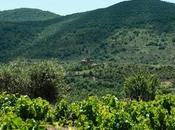 Viña Zorzal Golerga 2021