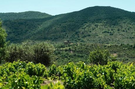 Viña Zorzal Golerga 2021