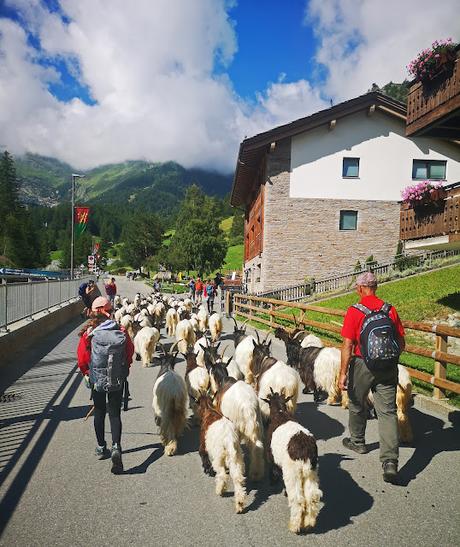 Refugio Hörnlihütte (A los pies del mítico Cervino) Refugio Hörnlihütte (A los pies del mítico Cervino)