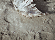 Magnífica desolación