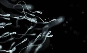 ¿DÓNDE ESTÁN LOS ESPERMATOZOIDES PERDIDOS?