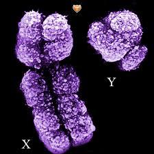 Nettie Stevens, la bióloga que descubrió los cromosomas X e Y