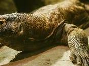 Misteriosas tallas Gobekli Tepe pueden calendario antiguo: estudio