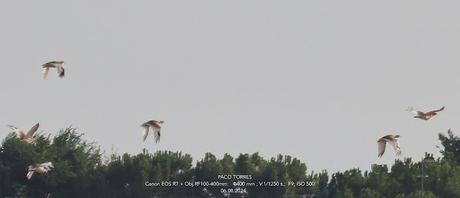 Mi Primera Observación de Sisón Común