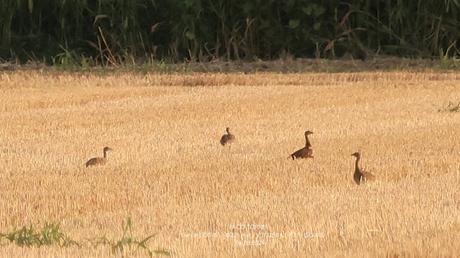 Mi Primera Observación de Sisón Común