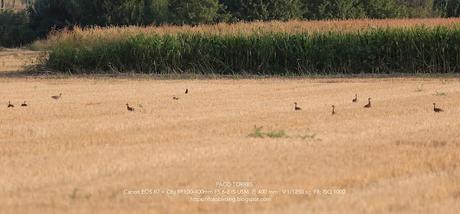Mi Primera Observación de Sisón Común