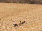 Primera Observación Sisón Común