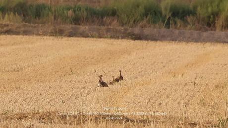 Mi Primera Observación de Sisón Común