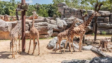 Zoo de Barcelona: helados para combatir el calor de los animales Estrategias del Zoo de Barcelona para combatir el calor: Helados para animales y sostenibilidad hídrica