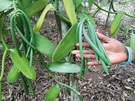 Vainilla: qué es y de dónde viene su sabor