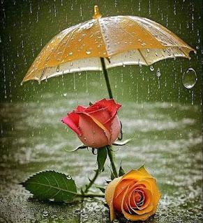 5.923 - ERA UNA ROSA... 5.923 - ERA UNA ROSA...