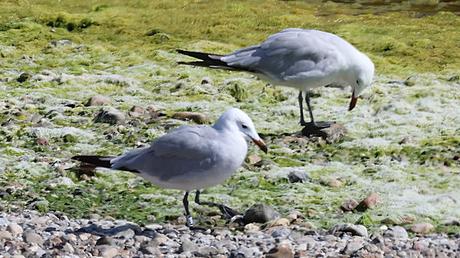 19 años de la Larus audouinii ATL8