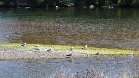 19 años de la Larus audouinii ATL8