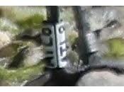 años Larus audouinii ATL8