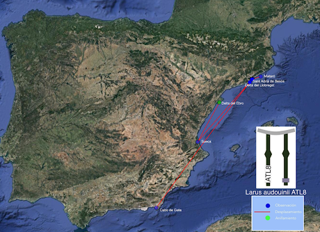19 años de la Larus audouinii ATL8
