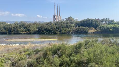 19 años de la Larus audouinii ATL8