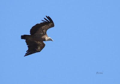 Excursión montañera prismáticos