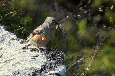 Excursión montañera prismáticos