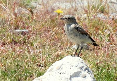 Excursión montañera prismáticos