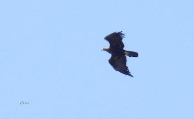 Excursión montañera prismáticos