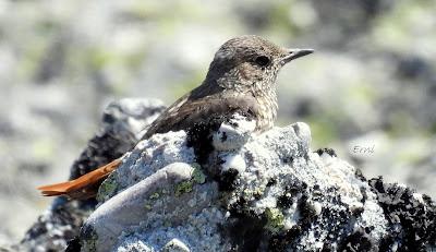 Excursión montañera prismáticos
