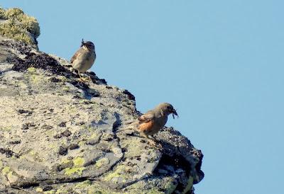 Excursión montañera prismáticos